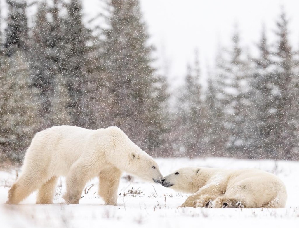 Polar bears nose to nose at Nanuk Polar Bear Lodge. George Turner photo.