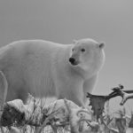 Remembrance Day polar bear. Nanuk Polar Bear Lodge.