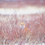 Red fox in red willows at Nanuk. Ian Johnson photo.