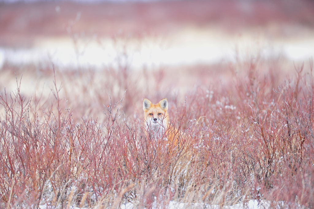 Red fox in red willows at Nanuk. Ian Johnson photo.