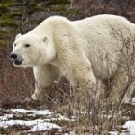 Powerful polar bear. Nanuk Polar Bear Lodge. Skip Kask photo.