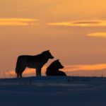 Wolf romance. Nanuk Polar Bear Lodge. Arctic Wild photo.