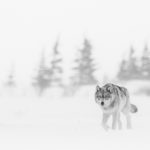 Wolf emerging from blizzard at Nanuk. Jad Davenport photo.