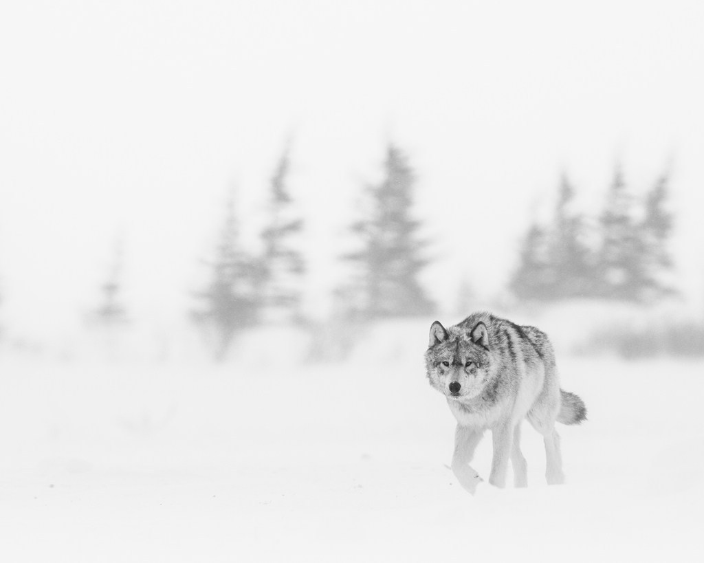 Wolf emerging from blizzard at Nanuk. Jad Davenport photo.