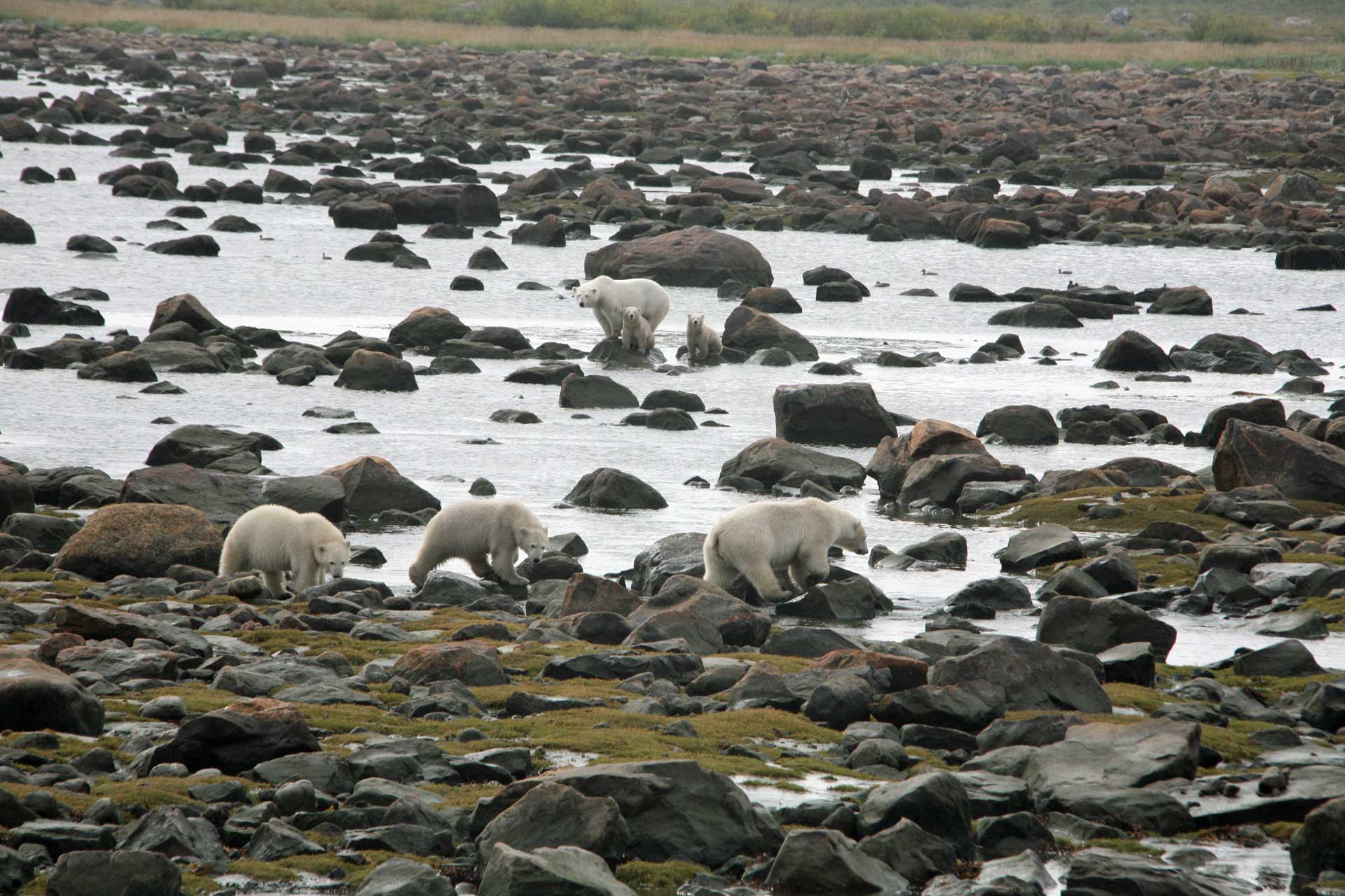 Two moms, two sets of cubs! Seal River Heritage Lodge. Linda Besse photo.