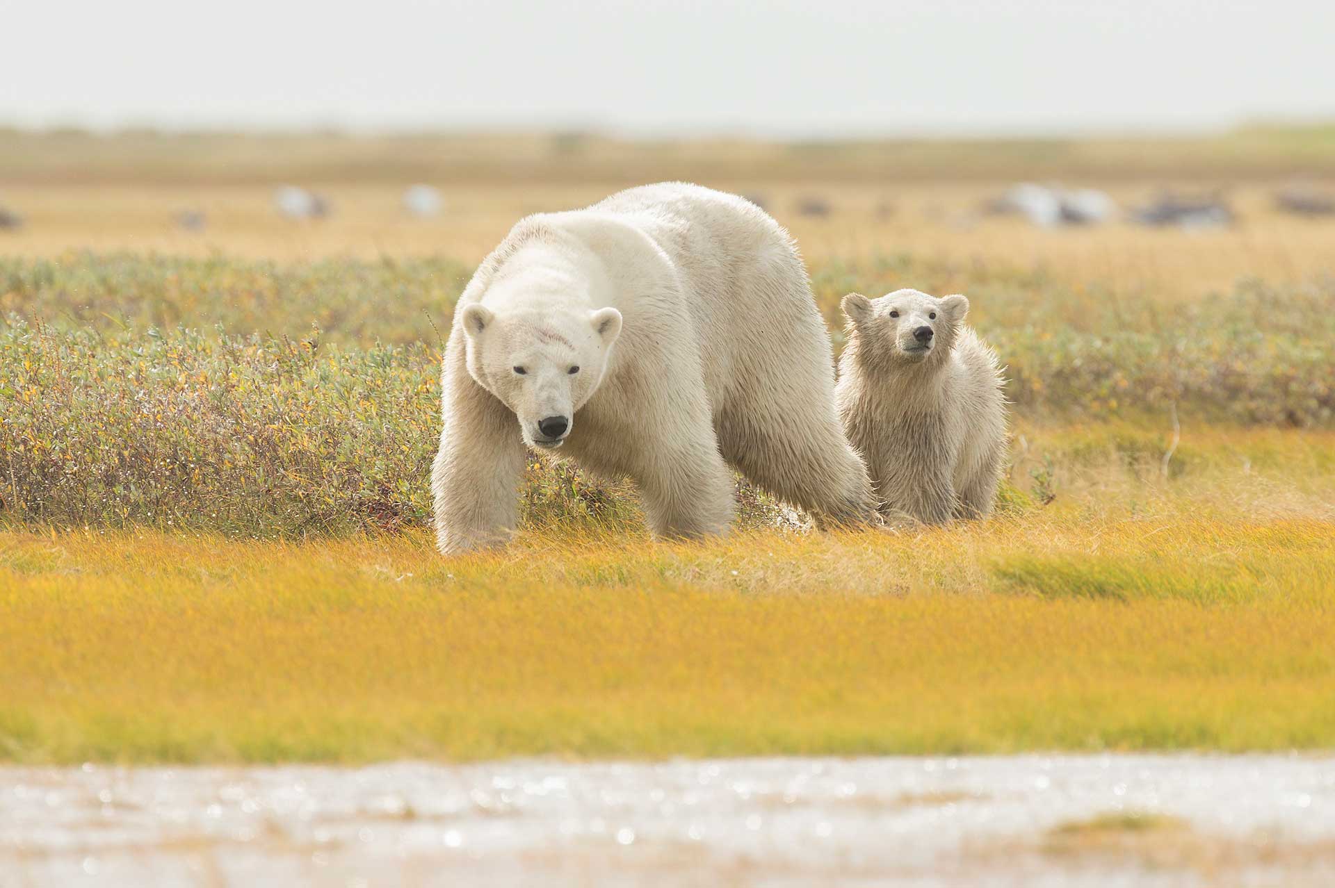 2023 Summer Polar Bear Tours and Safaris