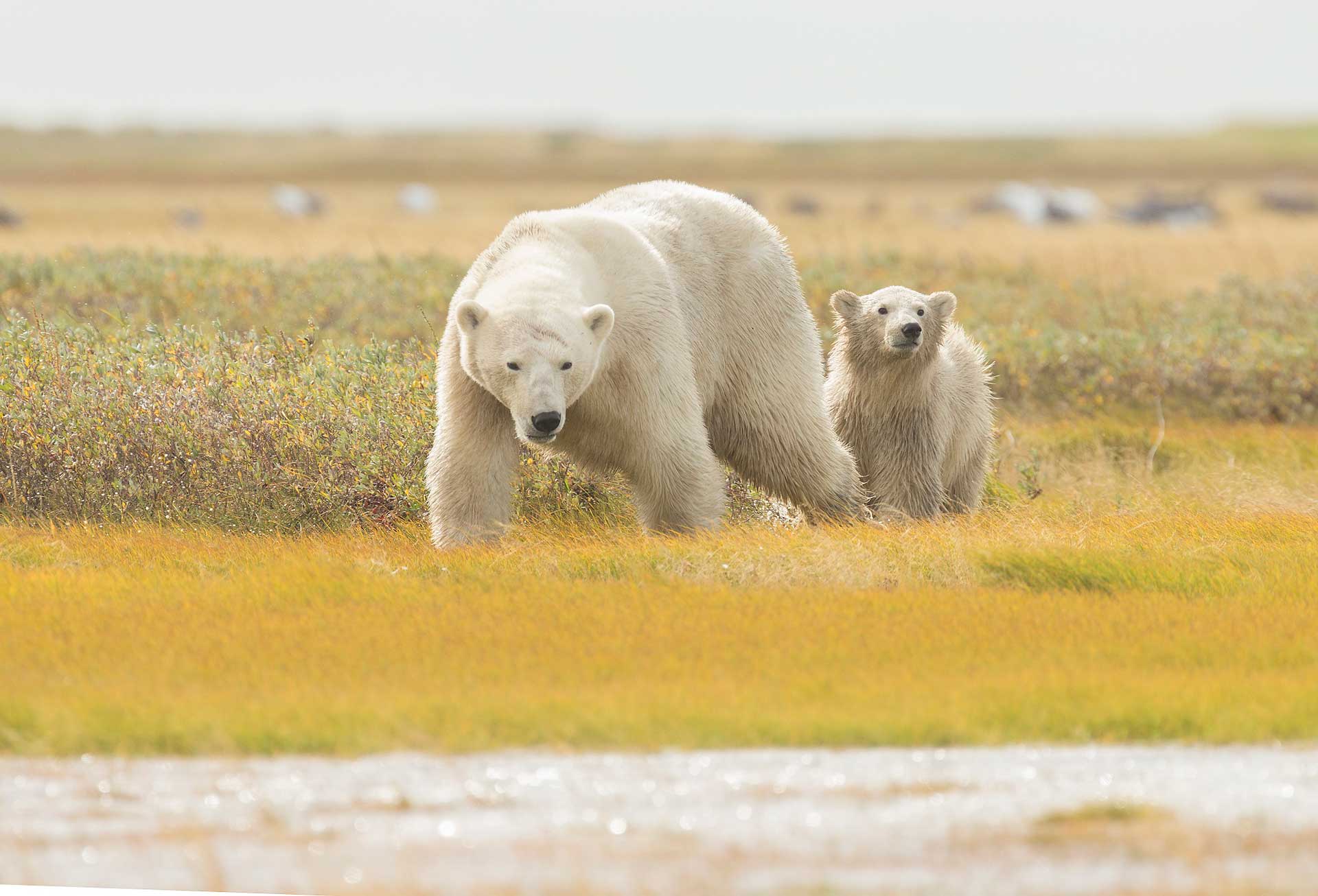 Polar bear mom and cub. Robert Postma photo.