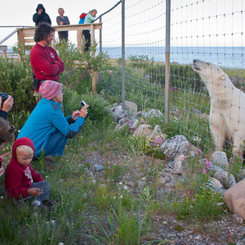 Guest and polar bear at fence. Seal River Heritage Lodge. Ricahrd Voliva photo.
