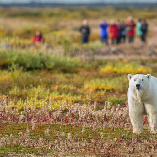 Walking with polar bears. Robert Postma photo.