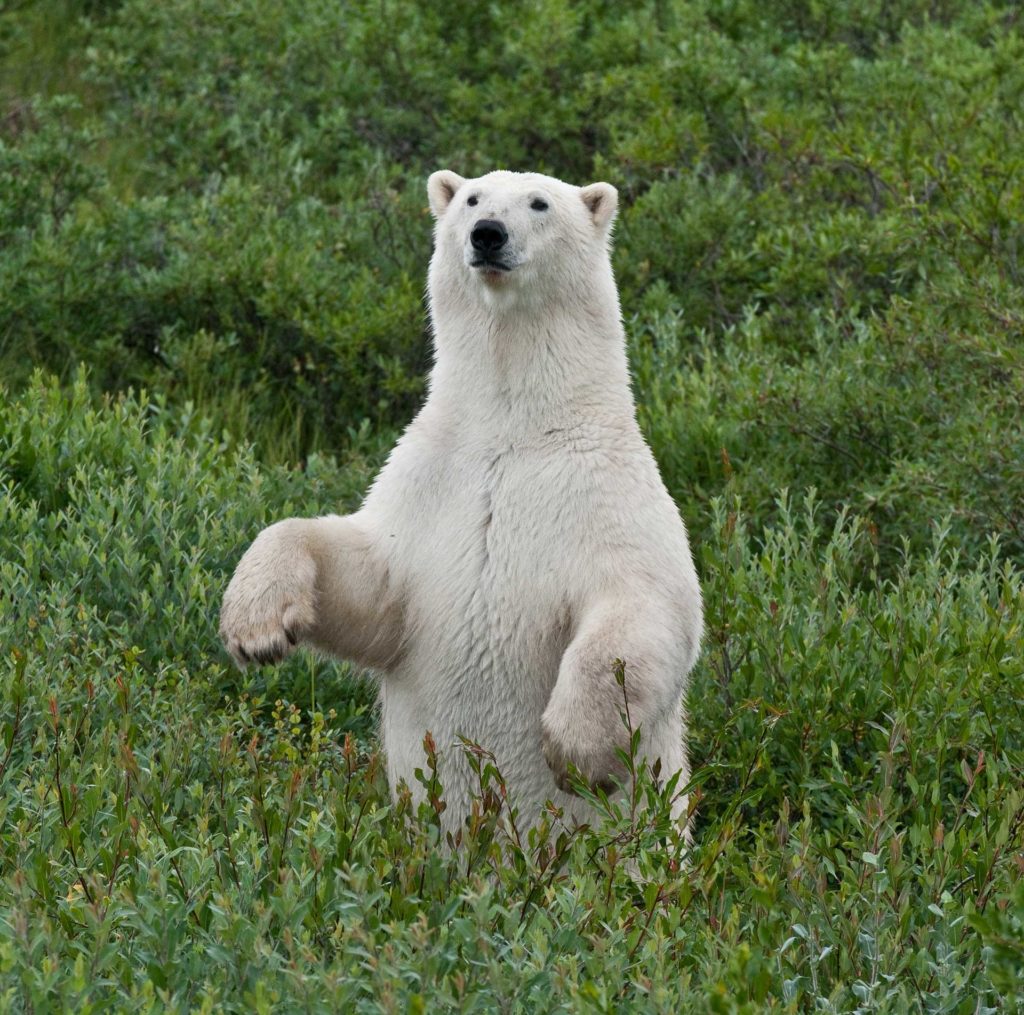 Favourite memories of Churchill's wild polar bears | Churchill Wild