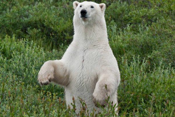 First polar bear standing. Dennis Fast photo.