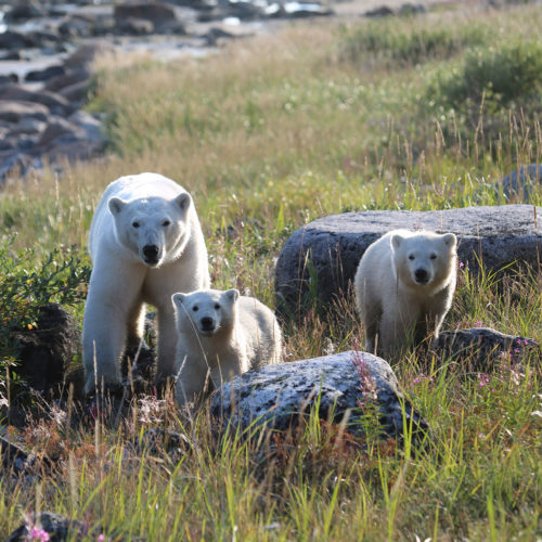 Polar bear mom and cubs. Seal River Heritage Lodge.
