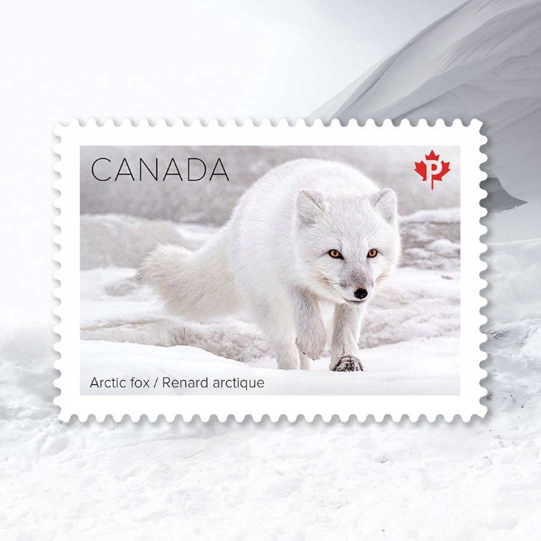 Arctic fox. Canada Post Snow Mammals Stamp Collection. Dennis Fast photo.