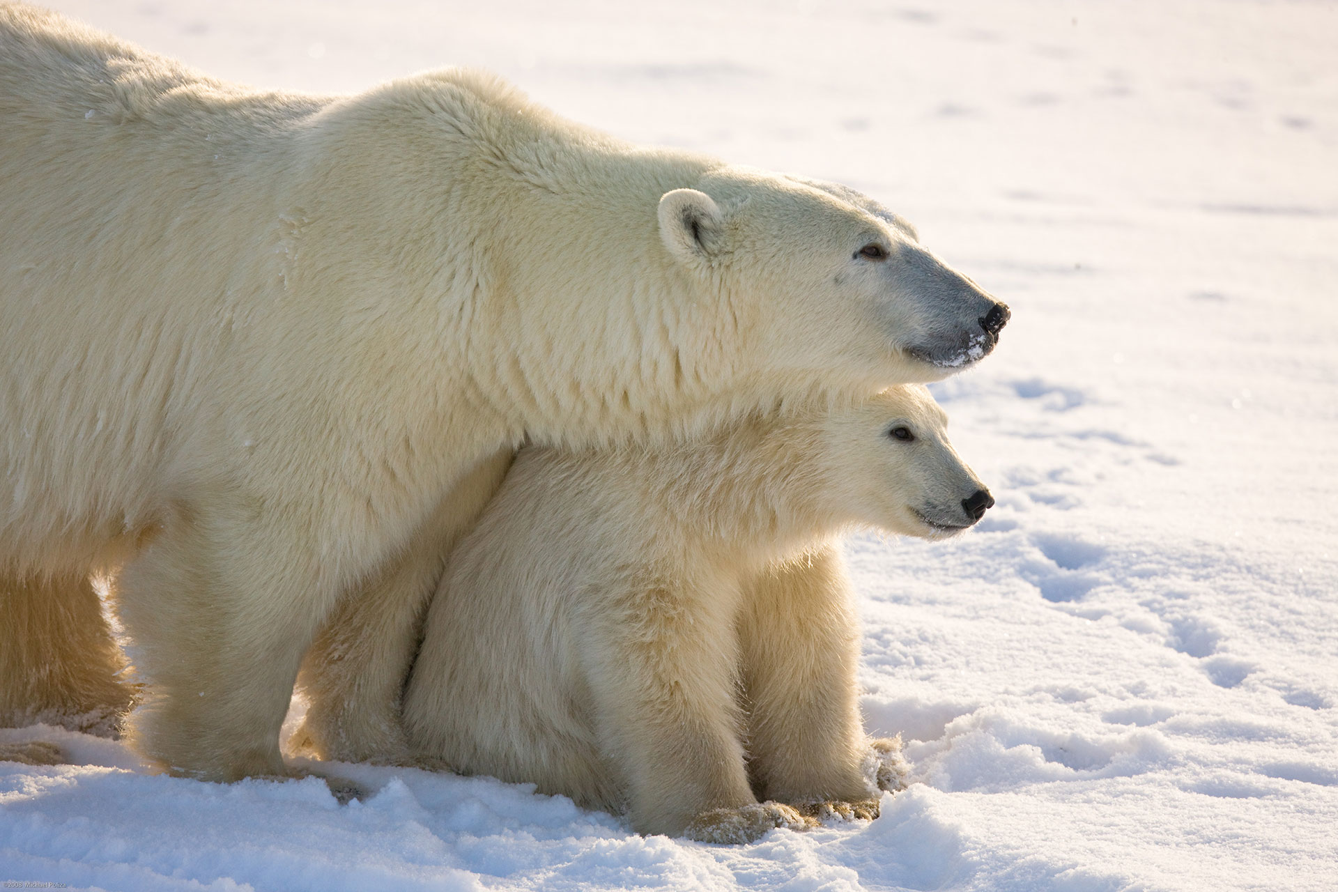 Polar bear mom and cub. Michael Poliza photo.
