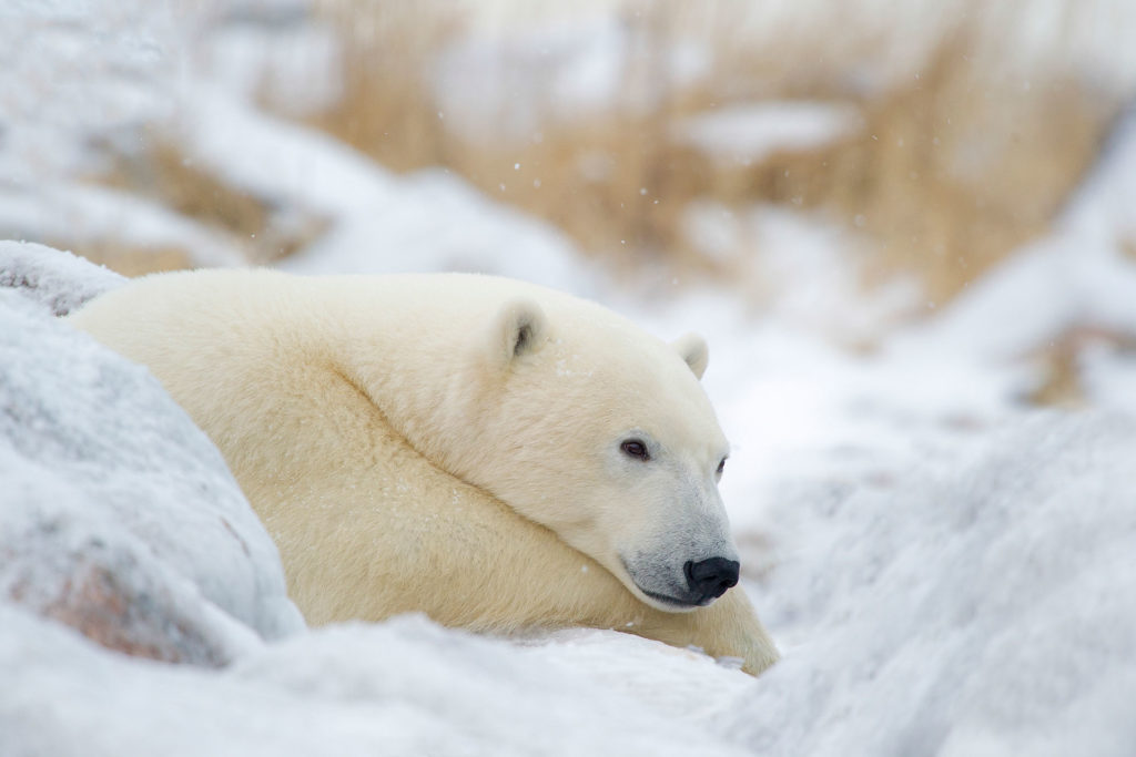 Polar bear resting. Dennis Fast photo.