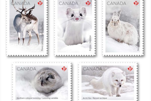 Snow Mammals Stamp Collection.