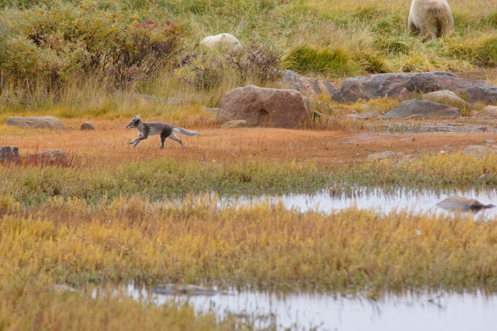 Arctic fox in the fall. Arctic Safari departure. Laura Silvieus photo.