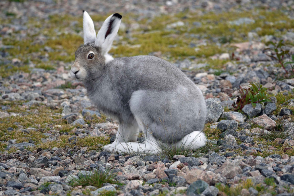 Arctic hare. Churchill Wild. Jayne Shepard photo.