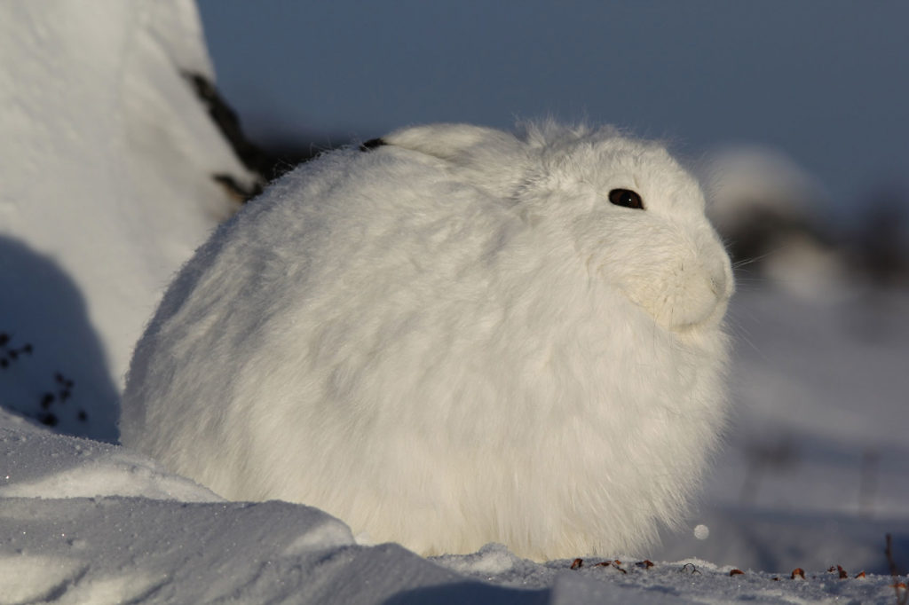 Arctic hare. Dymond Lake Ecolodge. Gwynne Whitcombe photo.