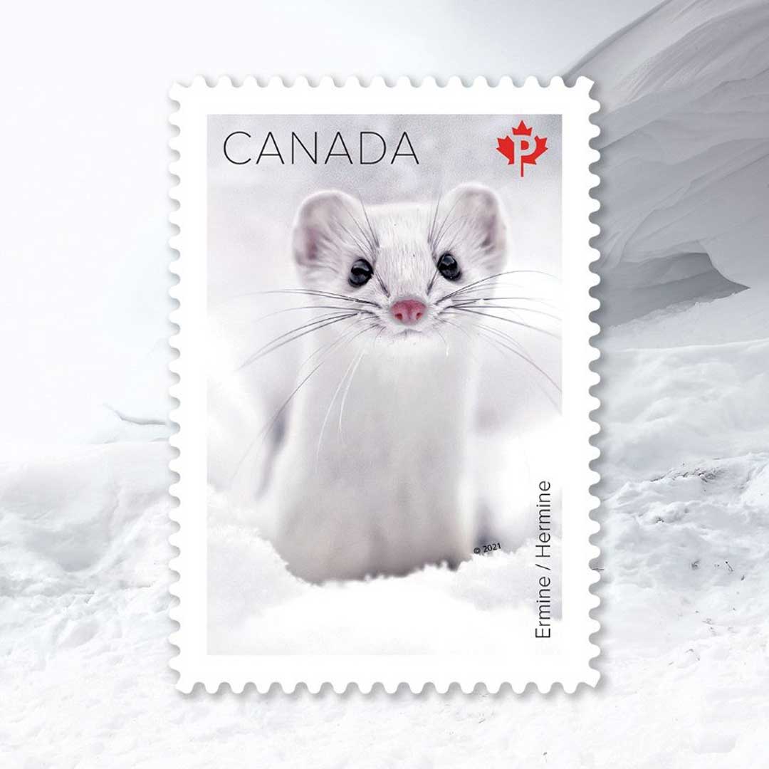 Ermine. Canada Post Snow Mammals Stamp Collection. Robert Postma photo.