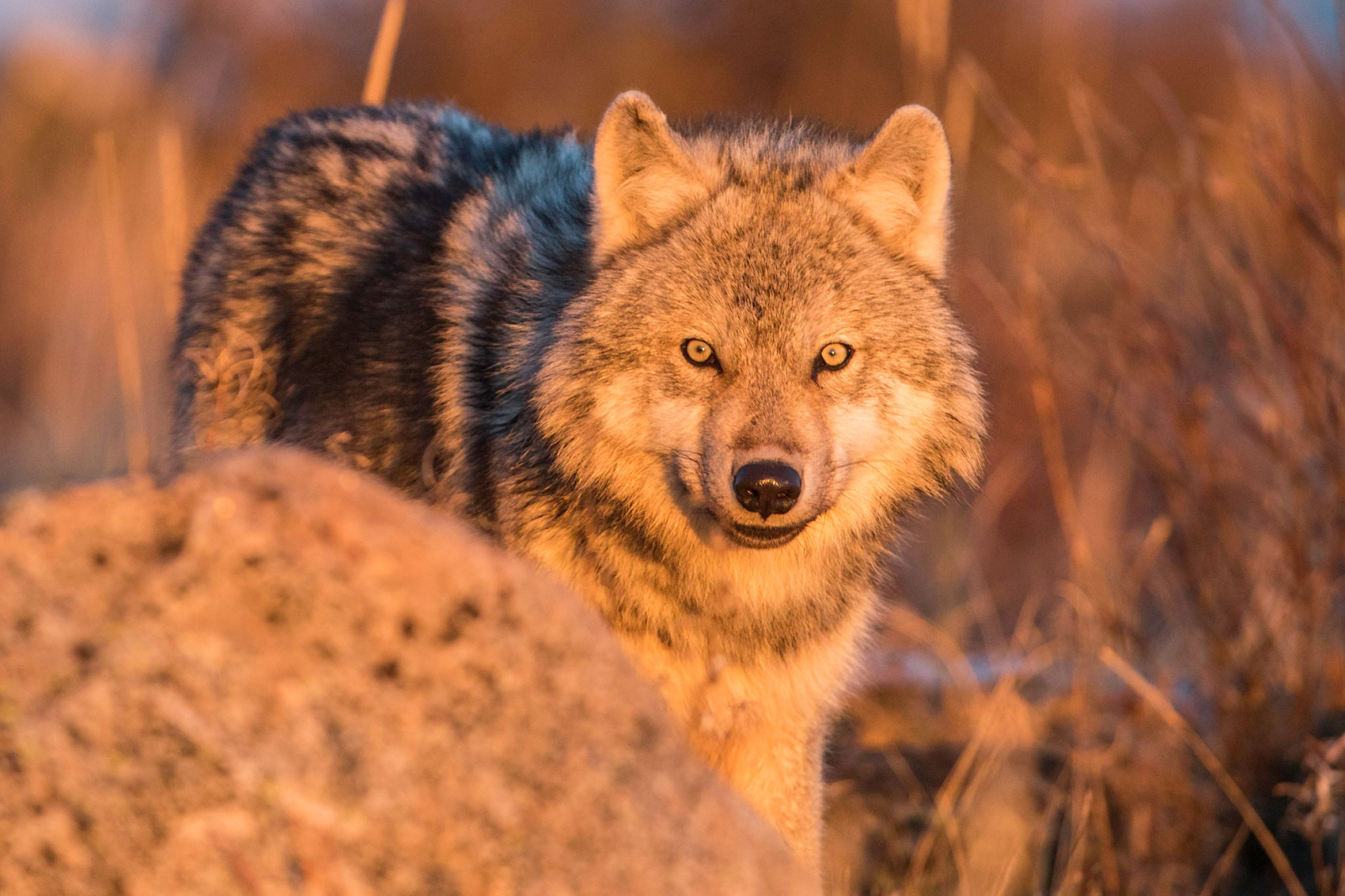 Grey wolf at sunset. Arctic Safari. Robert Postma photo.