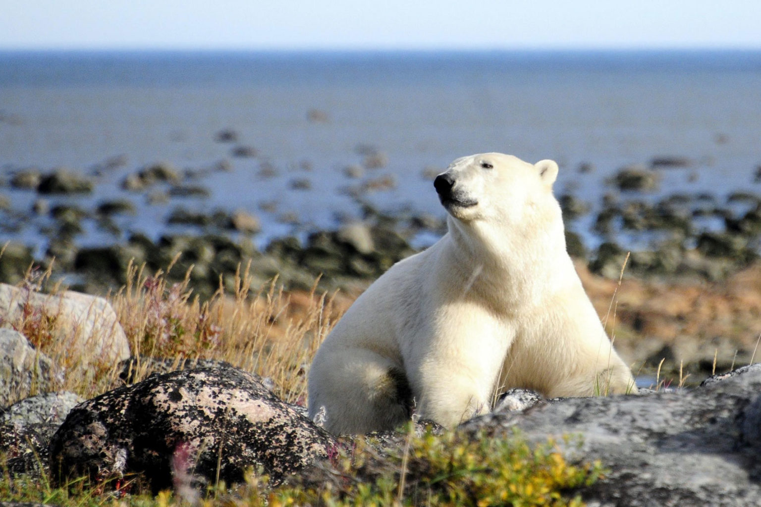 Arctic Safari Polar Bear Tours Churchill Wild