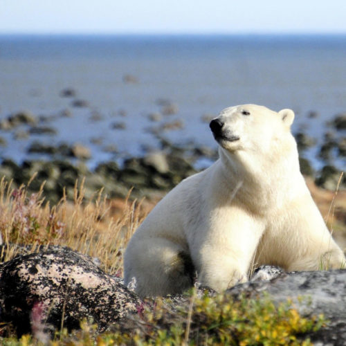 Polar bear. Arctic Safari. Churchill Wild. Bob Jacobs photo.