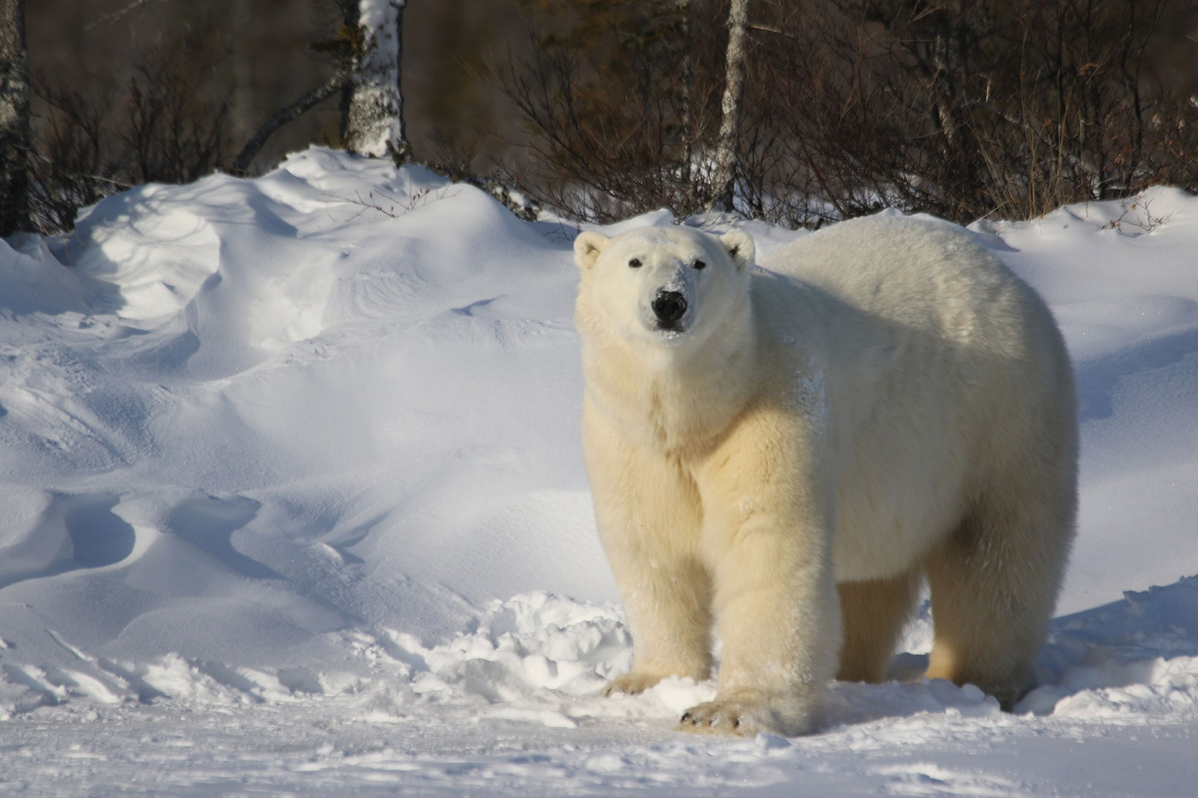 Polar bear in the boreal forest. Dymond Lake Ecolodge. Lukas Pindel photo.