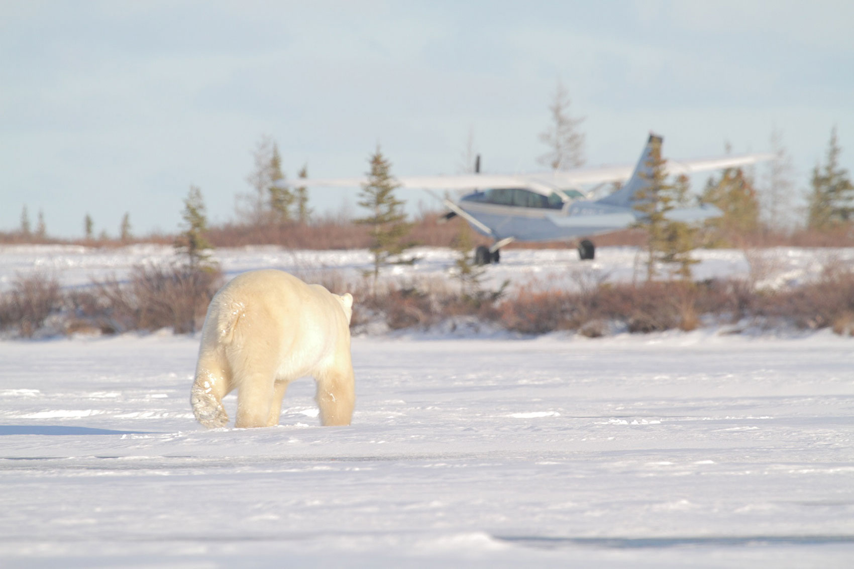 Polar bear and plane. Dymond Lake Ecolodge. Dafna Bennun photo.