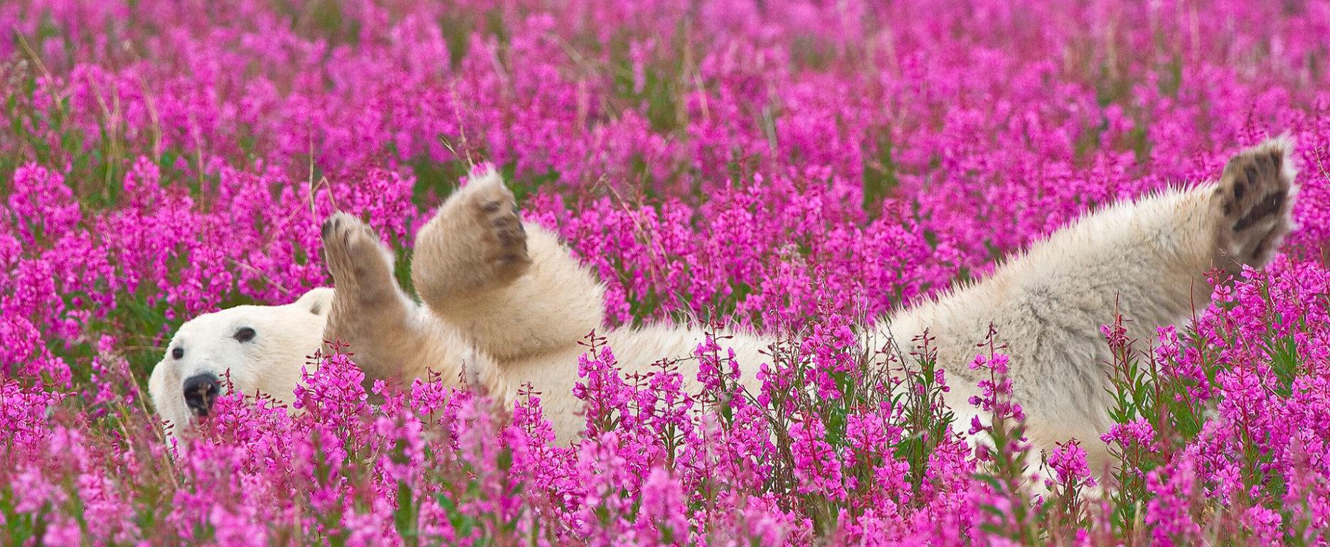 Polar bear frolicking in the fireweed. Dennis Fast photo.