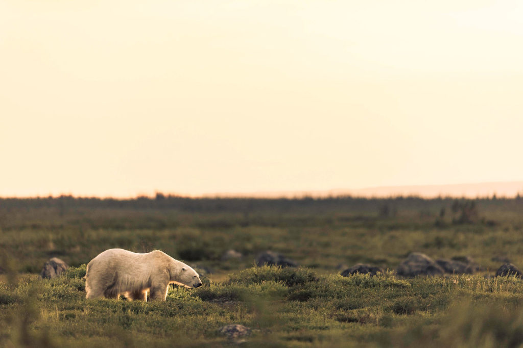 Polar bear on the tundra. Arctic Safari. Jad davenport photo.