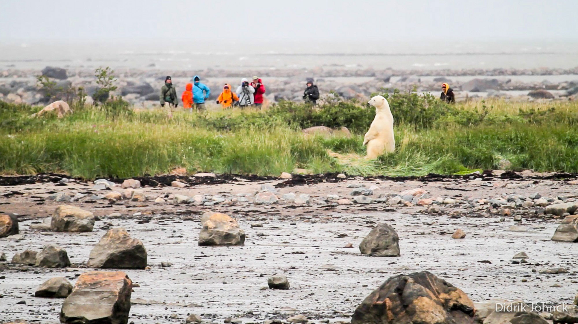 Polar bears and guests on the tundra. Seal River Heritage Lodge. Didrik Johnck photo.