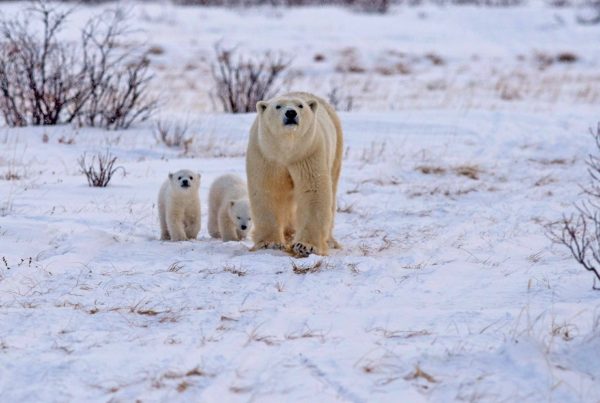Polar bear mom and cubs heading out to the ice. Den Emergence Quest. Josh Robson photo.