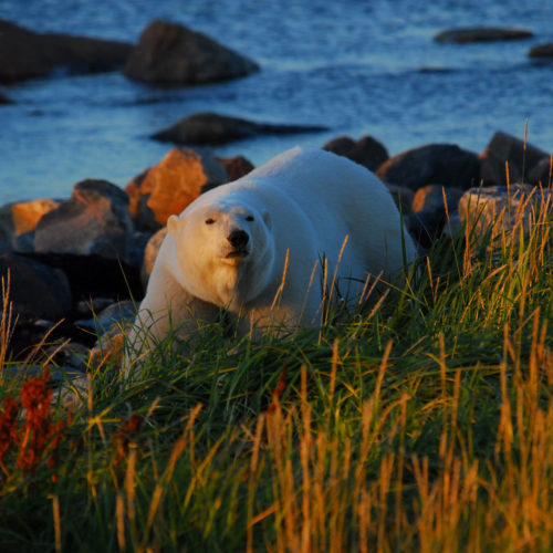 Polar bear. Churchill Wild. Ron Ouellette photo.