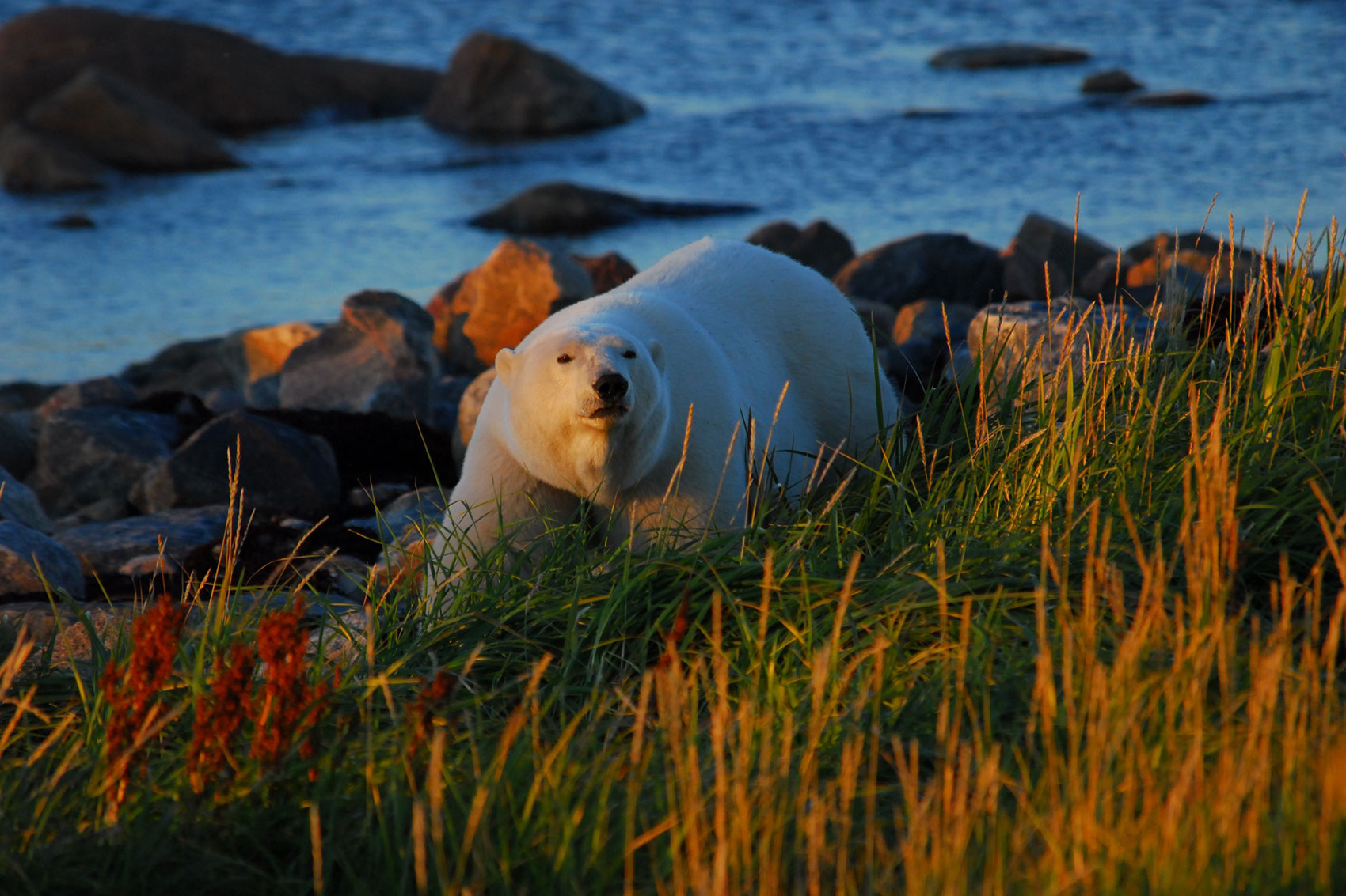 Polar bear. Churchill Wild. Ron Ouellette photo.