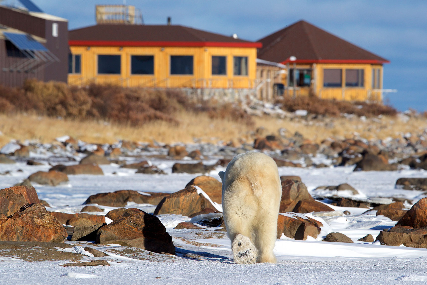 Seal River Heritage Lodge Churchill Wild Polar Bear Tours