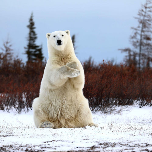 Polar bear sitting in the snow. Dymond Lake Ecolodge. Teresa McDaniel photo.