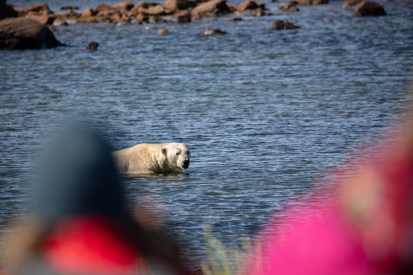 Polar bear swimming in the Hudson Bay. Seal River Heritage Lodge. Cody Doucette photo.