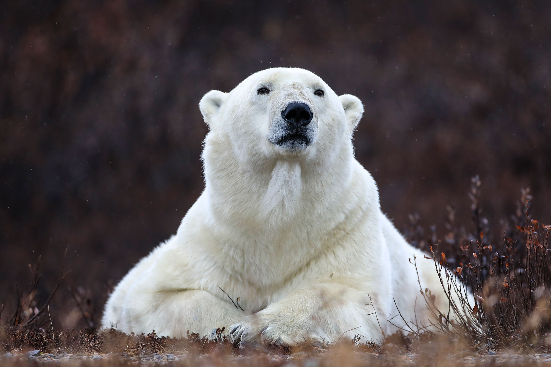 Regal polar bear. Great Ice Bear Adventure. Sheree Jensen photo.