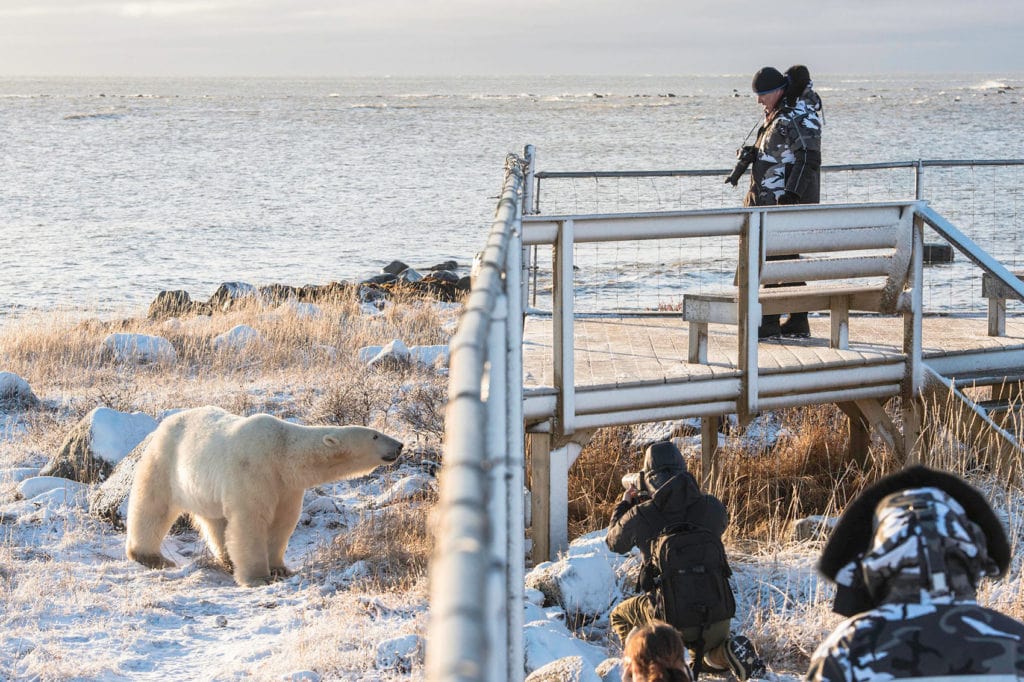 Polar bear at fence of Seal River heritage Logde. Jad Davenport photo.