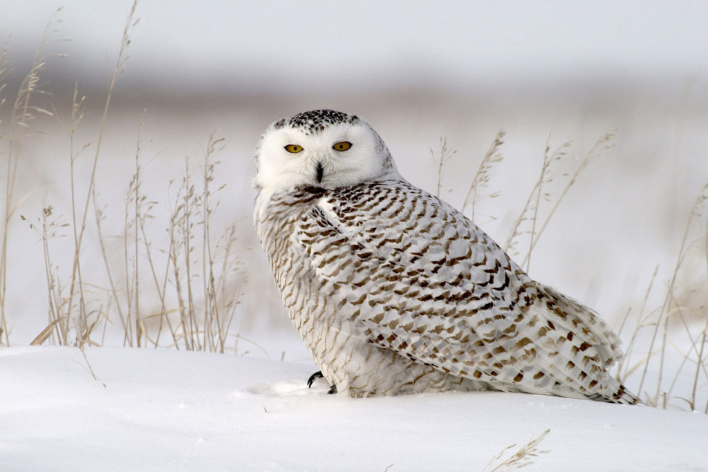 Snowy owl. Dennis Fast photo.