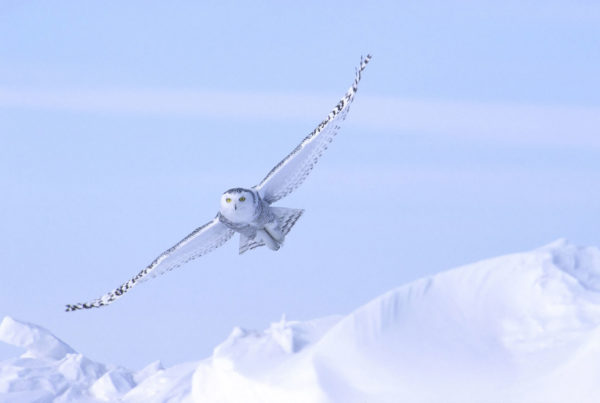 Snowy owl in flight. Dymond Lake Ecolodge.