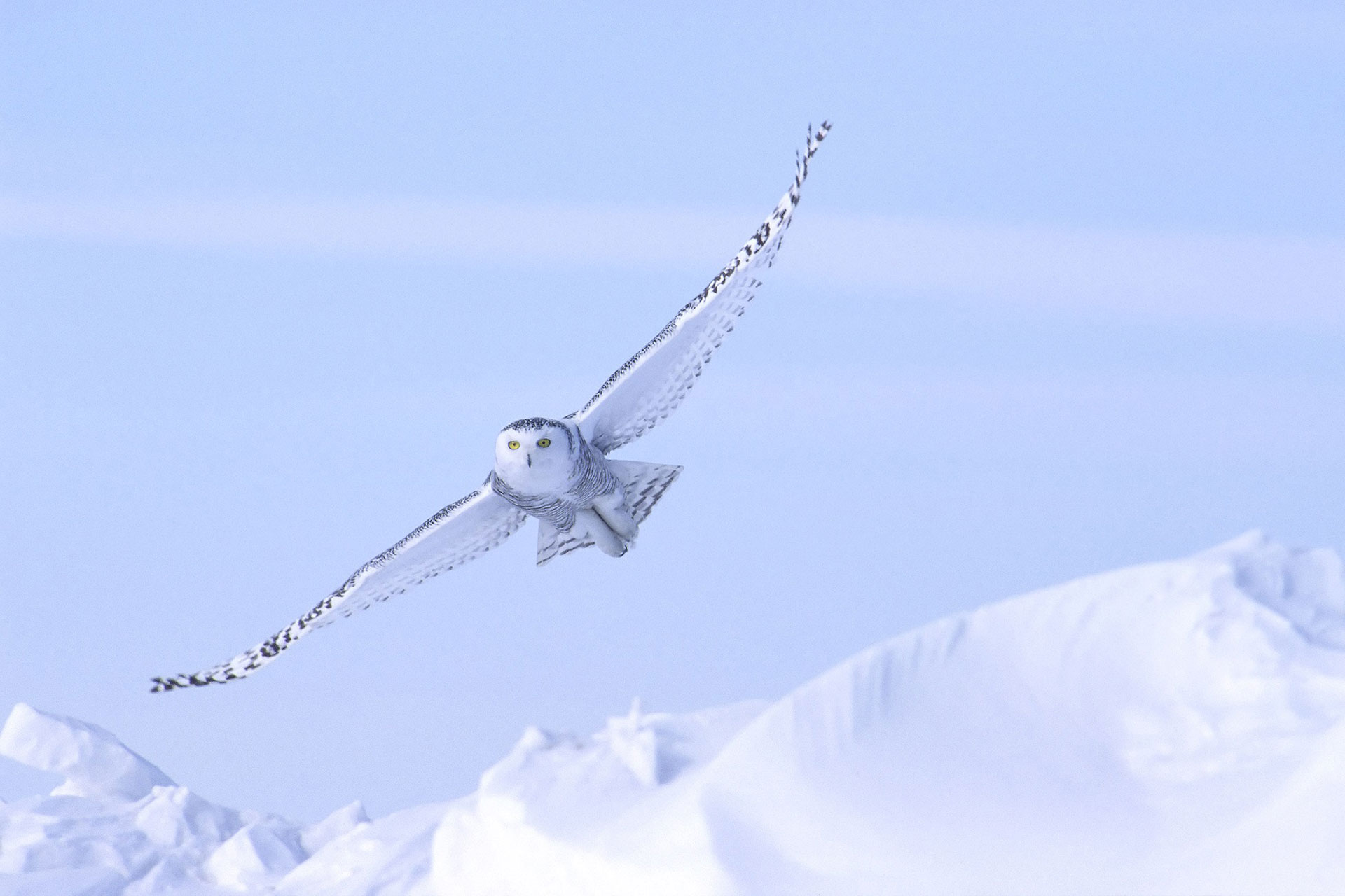A Closer Look At Resident Arctic Birds
