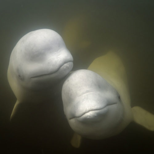 Underwater belugas on the Birds, Bears and Belugas departure. Paul Perrett photo.