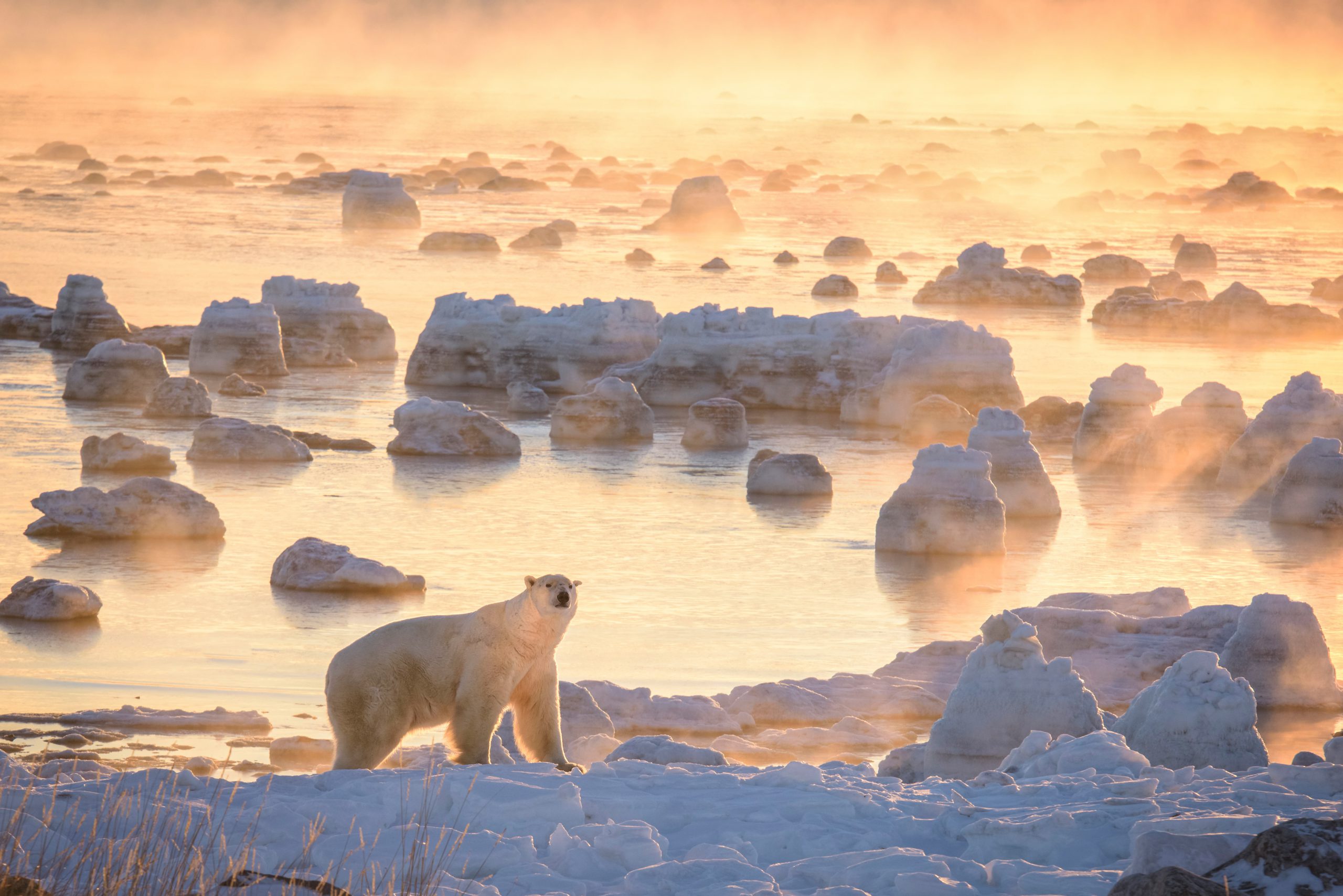 Polar bear in the Hudson Bay. Rick Beldegreen photo.