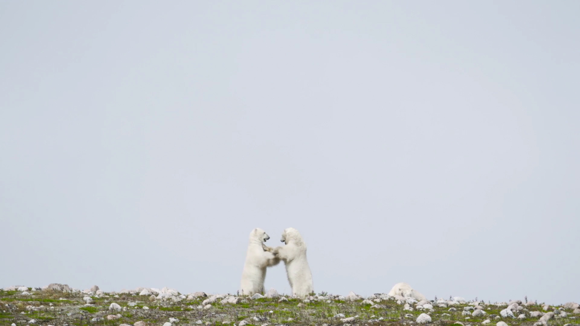 Polar bears sparring. Jad Davenport photo.