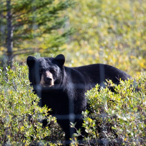 Black bear. Didrik Johnck photo.