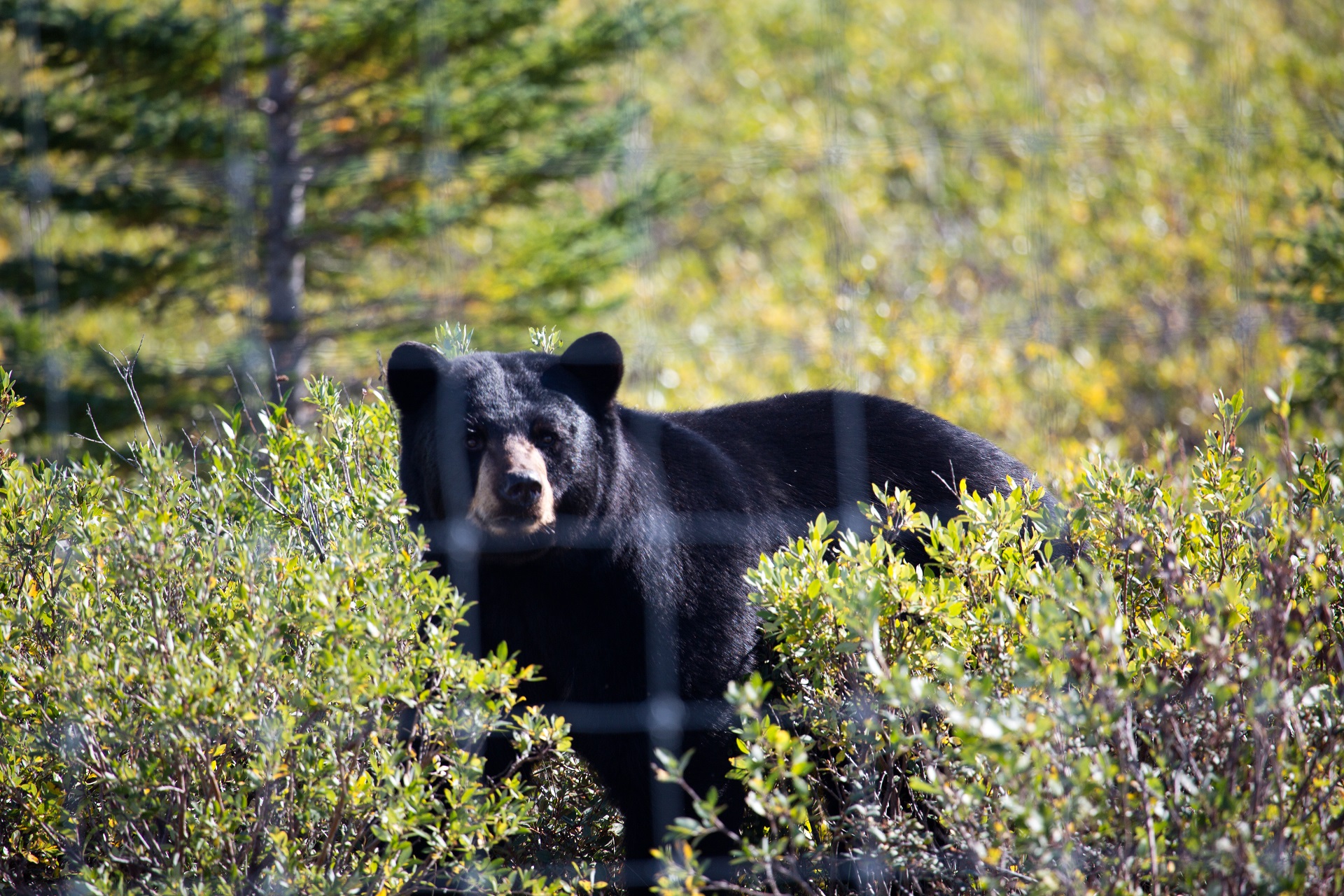 Black bear. Didrik Johnck photo.