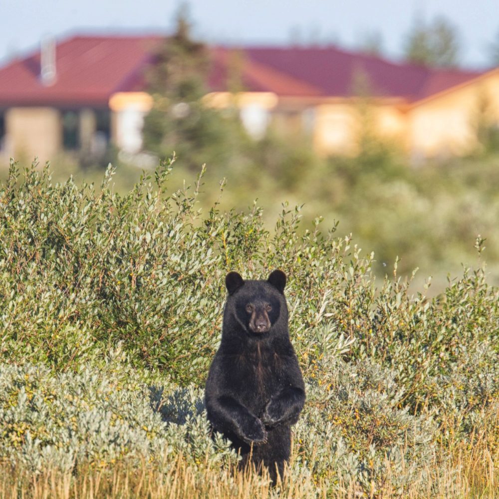 Black bear in front of Nanuk Polar Bear Lodge. Robert Postma photo.