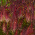 Pink grass. Doreen Wallace-Booth photo.
